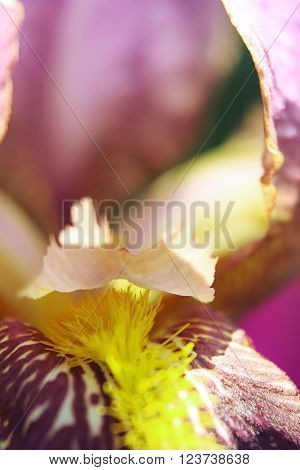 petals of the iris blossoming fragrant exotic unusual