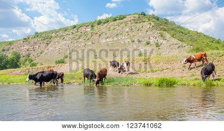 herd of cows drinking water from river in the sumertime