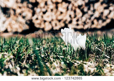 crocus wood farmhouse garden gardening rural spring