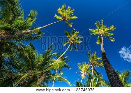 Tall Coconut Palm Trees High under Deep Blue Sky on Molokai, Hawaiian Pacific Island.