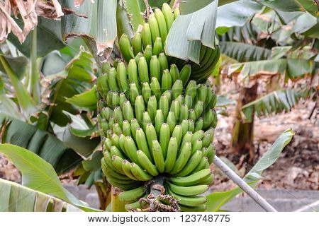 Photo Picture of a Bananas Bounch Fruit