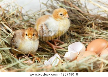 Two Newborn Chicks Got Off Their Shells