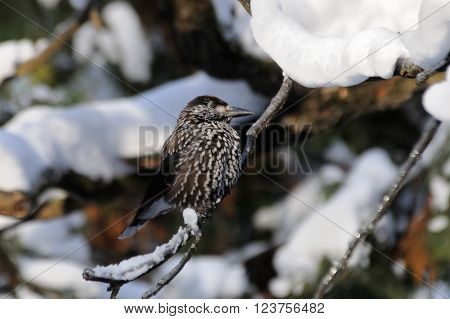 Perching Spotted nutcracker (Nucifraga caryocatactes) in winter forest. Moscow region Russia