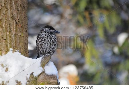 Perching Spotted nutcracker (Nucifraga caryocatactes) in winter forest. Moscow region Russia