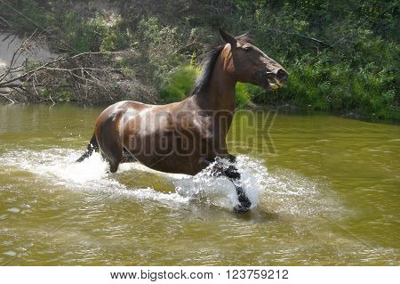 bay horse running swiftly through the water in a spray
