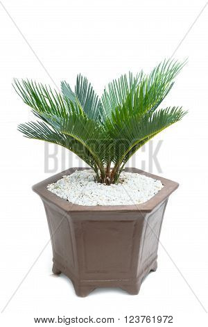 cycad plam tree plant on white background