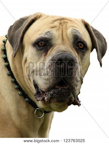 Big dog. Older boerboel. South African Bulldog
