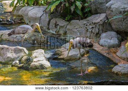 Yellw billed stork in Kuala Lumpur, Malaysia