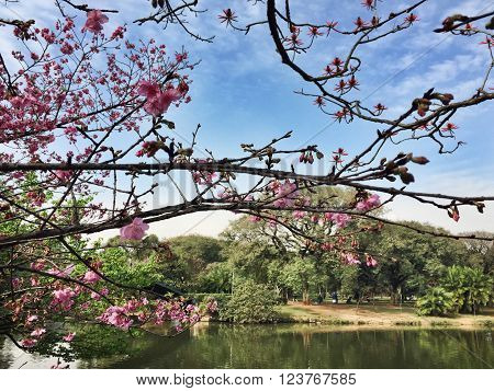 A gorgerous place to get peace and calm - Ibirapuera's Park, São Paulo, Brazil
