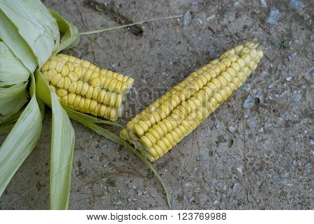 Picture mof an organic Corn. Healty food concept