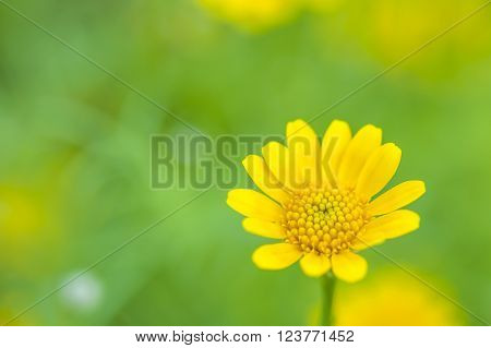 close up yellow flower with green background
** Note: Shallow depth of field