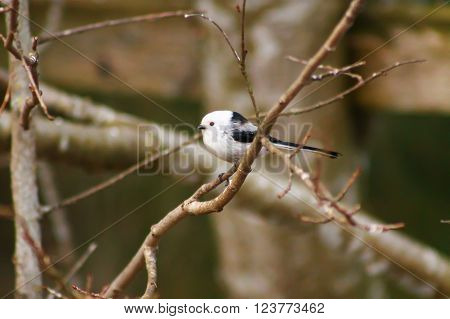 Long-tailed Tit on a branch. This cute bird is Long-tailed Tit and it's spending time on a branch.
** Note: Soft Focus at 100%, best at smaller sizes