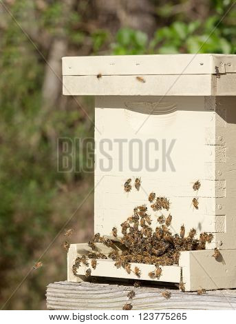 Close up of honey bees crowded atthe  entrance of a nucleus hive.