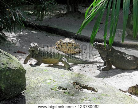 Rhinoceros Iguana Lizard Species Found on the Caribbean Island