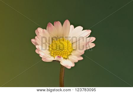 Daisy Flower on green Background  -  Bellis perennis