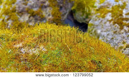 Stones Covered by light green soft moss