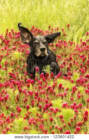 Black dog is running in the red trefoil field