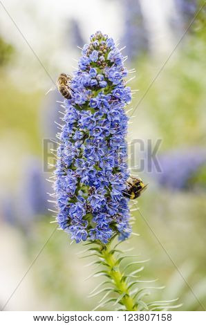 Worker bee and bumblebee on the flower: echium candicans (pride of madeira)