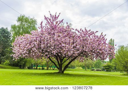 Beautiful Sakura Tree In The Park