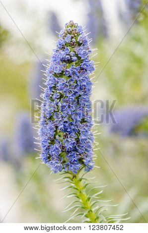 Picture of flower: echium candicans (pride of madeira)