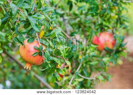 Pomegranate fruits on tree in autumn garden, Cyprus