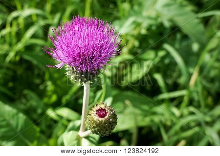 Pink single wild flower in summer field
** Note: Shallow depth of field