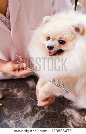 a cute pomeranian after shower with comb