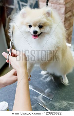 A cute cream pomeranian smile is cutting.