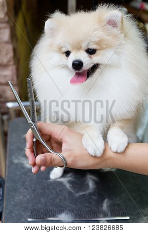 A cute cream pomeranian smile is cutting.