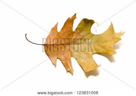 Dry autumn oak leaf on a over white