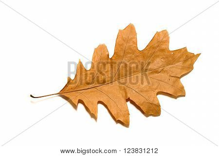 Dry autumn oak leaf on a over white
