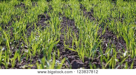 New small green grass in daylight. Green sprouts
** Note: Shallow depth of field