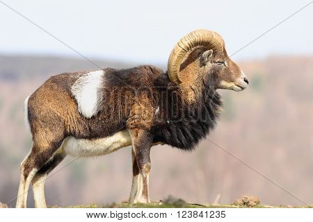 beautiful majestic mouflon ram ( Ovis orientalis, male )