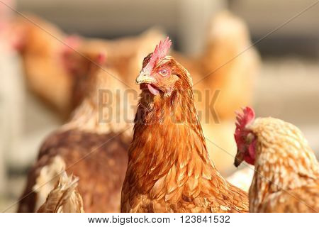 hen close up on bio farm yard looking at the camera