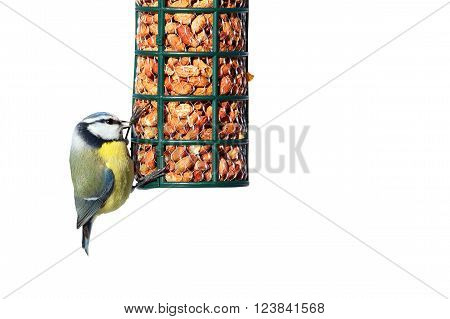 blue tit on garden feeder full of peanuts isolated over white background ( Cyanistes caeruleus )