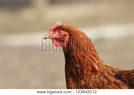 portrait of brown hen profile view at the farm
