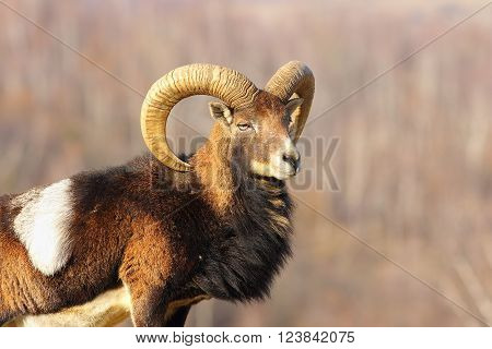 profile view of beautiful mouflon ram ( Ovis orientalis )