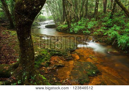 Goomoolahra creek at Springbrook National Park in Queensland.