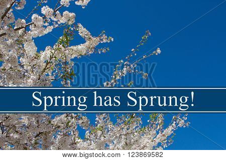 Spring has Sprung Message A tree in full bloom with blue sky and text Spring has Sprung