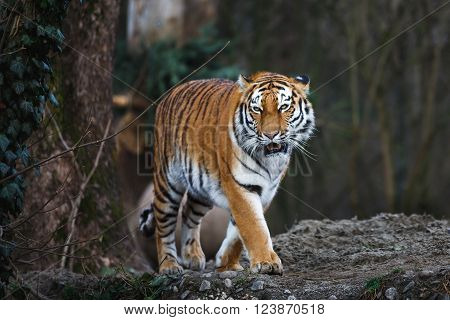 The siberian tiger in the wood at autumn time