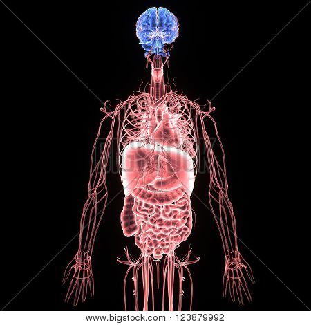 The human body is the entire structure of a human being and comprises a head, neck, trunk (which includes the thorax and abdomen), arms and hands, legs and feet. Every part of the body is composed of various types of cells, the fundamental unit of life