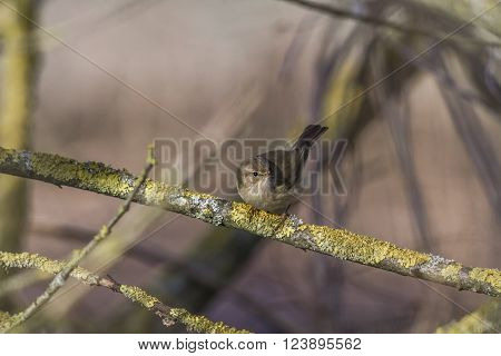 A common chiffchaff is sitting on a branch