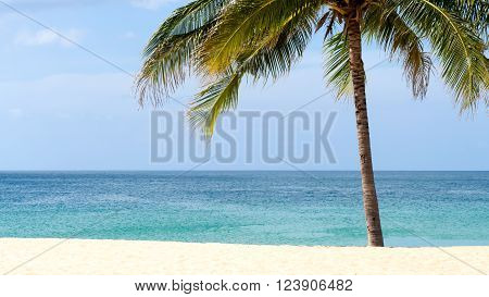 Summer time on beach. Green coconut tree on a white sand beach at Kata beach Phuket Thailand.