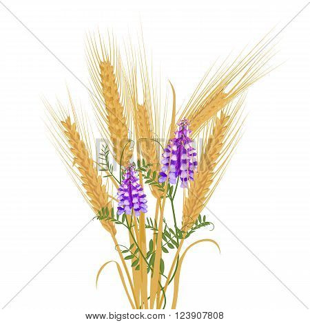 Ears of wheat tied with wildflower bindweed bird vetch canada pea. Vector illustration.