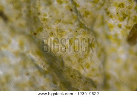 Pickled Cucumber Under The Microscope