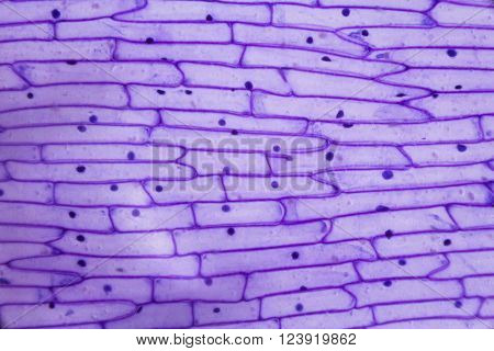 Purple onion peel under the optical microscope