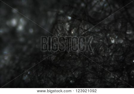 Tissue Paper Fibers Under The Microscope