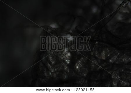 Tissue Paper Fibers Under The Microscope