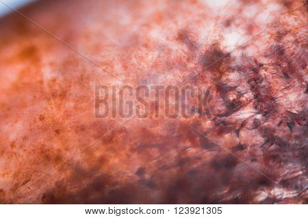 Tomato under the microscope - It seems like inside the human body
** Note: Visible grain at 100%, best at smaller sizes