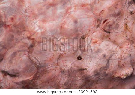 Tomato Under The Microscope